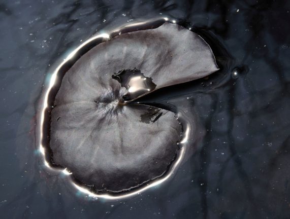 NAH manuscript waterlelie